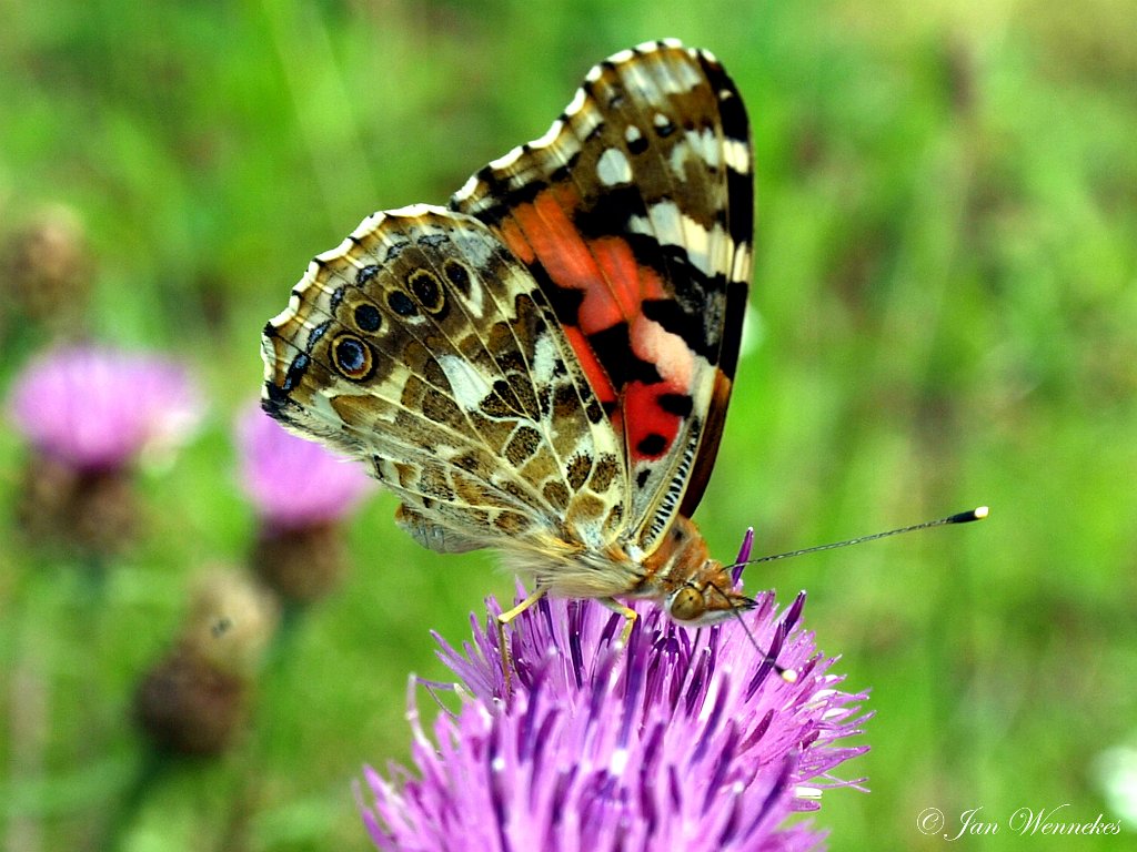 Distelvlinder,  Vanessa cardui.JPG